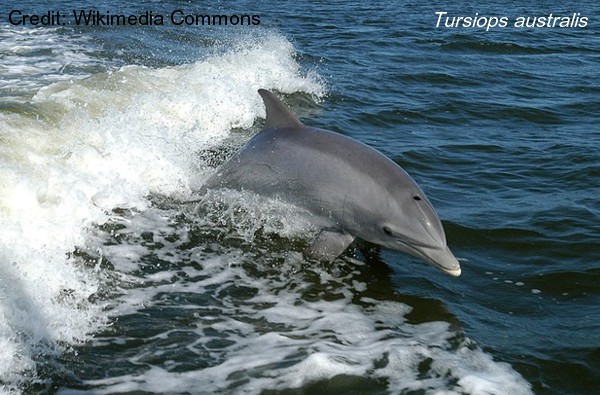 Tursiops australis